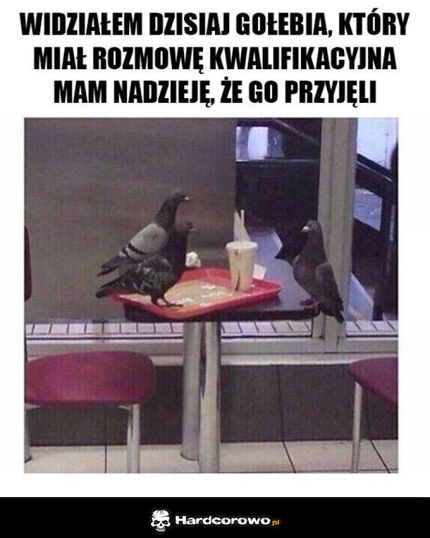 Gołąb na rozmowie kwalifikacyjnej - 1