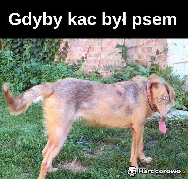 Gdyby kac był psem - 1