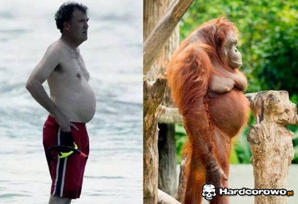 Orangutan Clarkson - 1