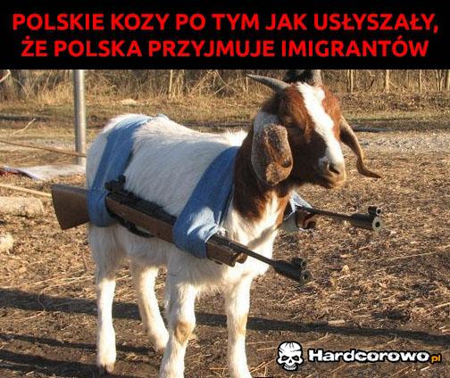 Polskie kozy - 1