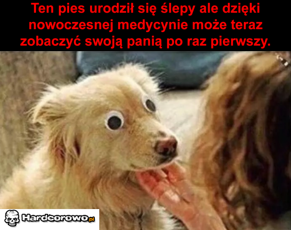 Pieseł - 1