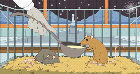Szczury laboratoryjne - 1