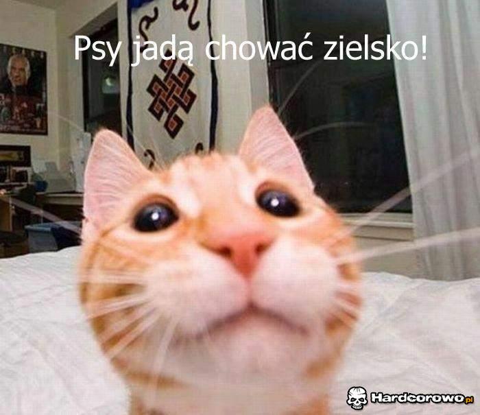 Psy jadą - 1