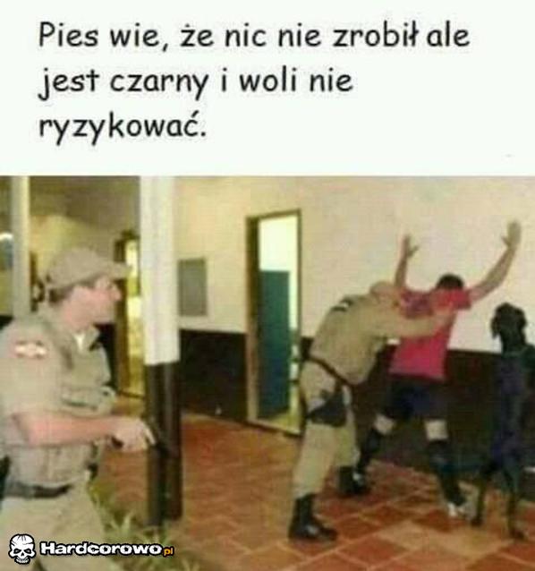 Czarny pies - 1