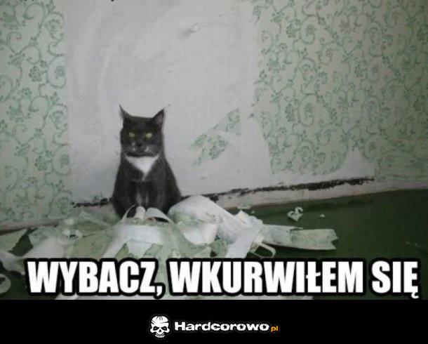 Kotek się odstresował - 1