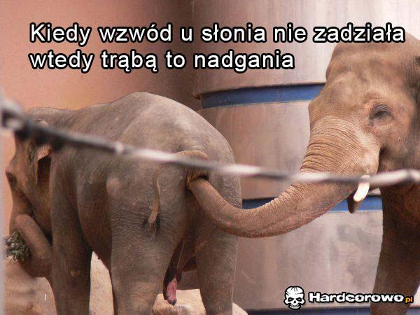 Słoński wzwód  - 1