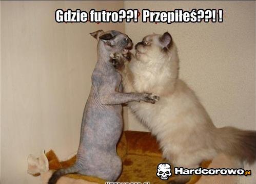 Gdzie futro? - 1