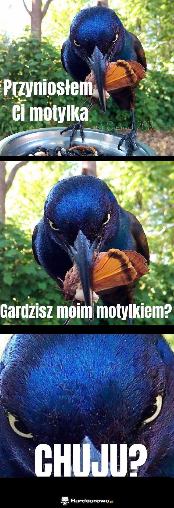 Nie denerwuj się ptaszku! - 1