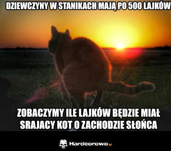 Srający kot - 1