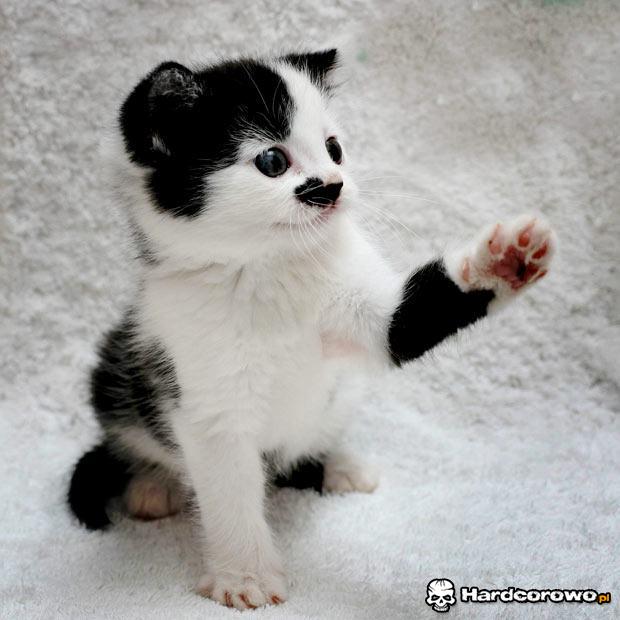 Kitler - 1