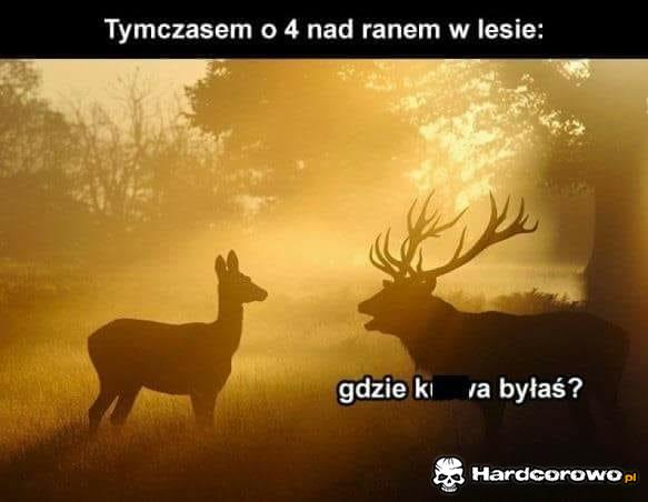 Tymczasem - 1