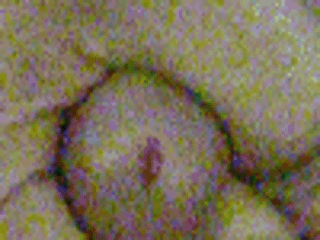 Paluch - 1