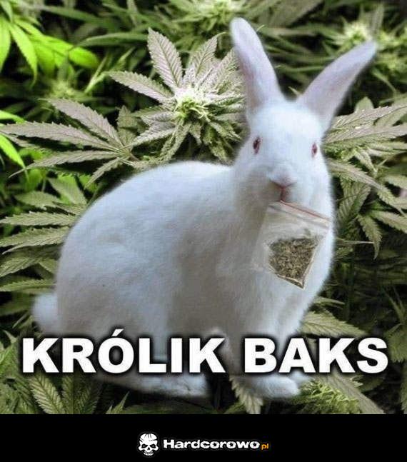 Królik baks  - 1