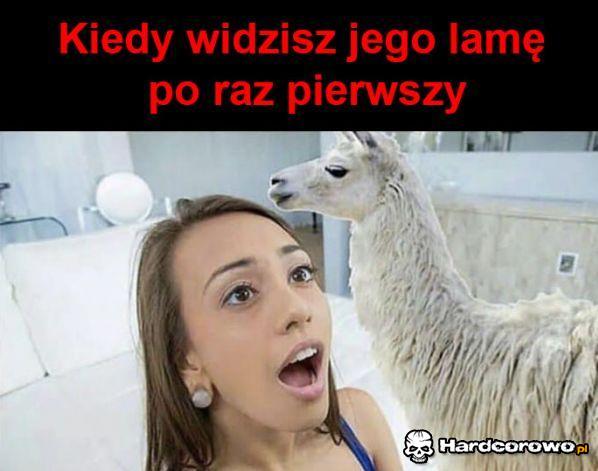 Wspaniała lama - 1