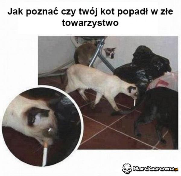 Kot jaracz - 1