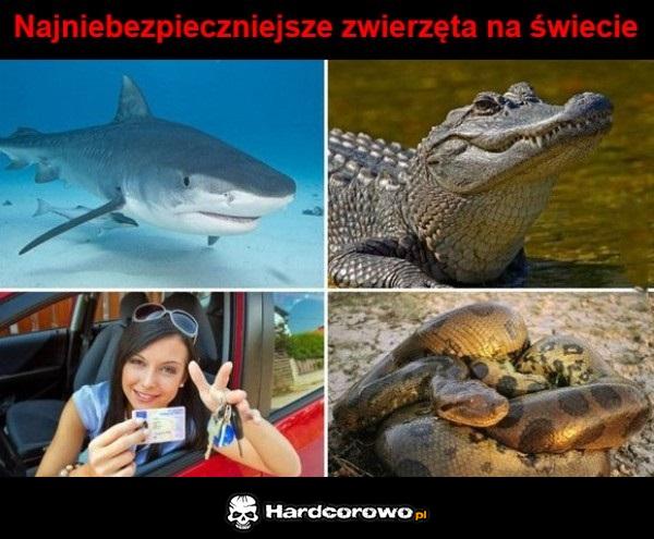 Groźne zwierzaki - 1