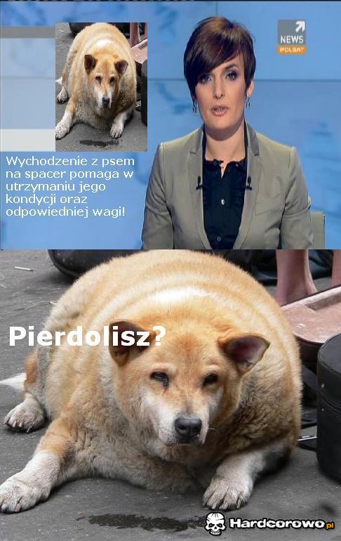 Wychodzenie z psem na spacer - 1