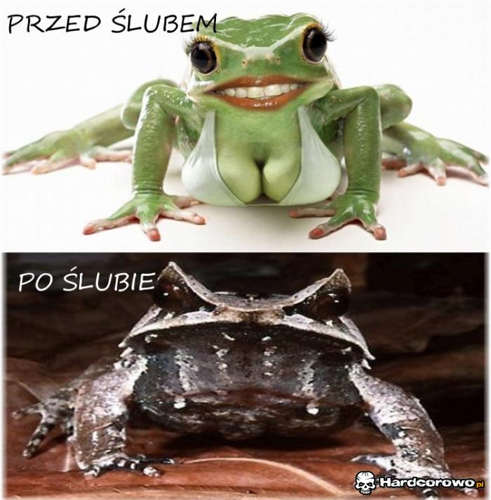 Twoja żabcia - 1
