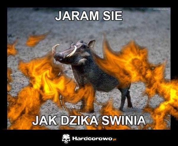 Jaram się jak świnia - 1
