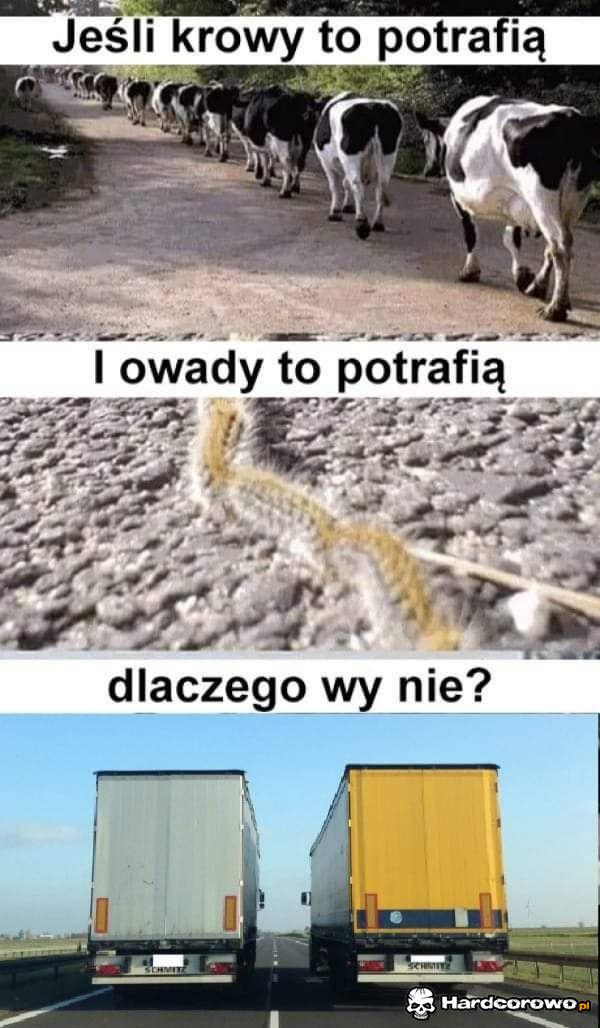 Gorzej niż zwierzęta - 1