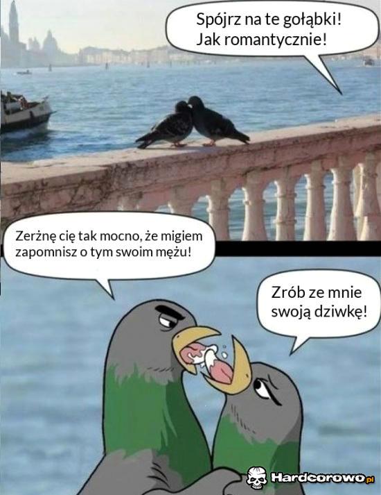 Gruchające gołębie - 1