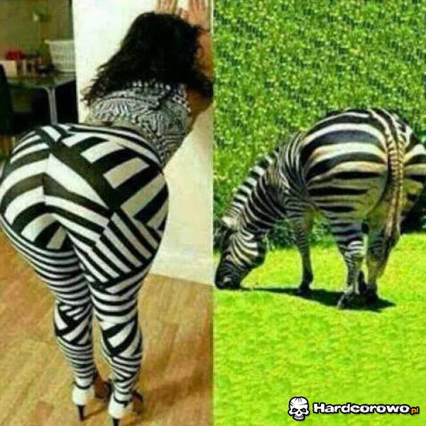 Zebra - 1
