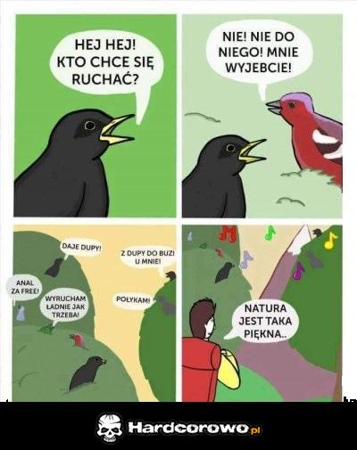 Śpiewanie ptaków - 1