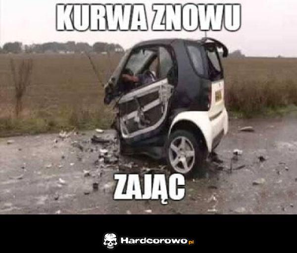 Zając - 1