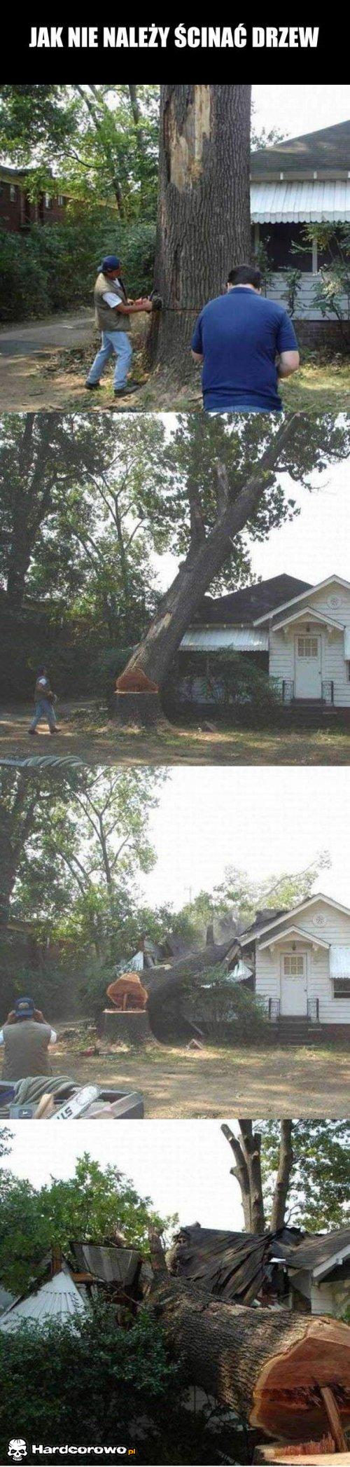 Jak nie należy ścinać drzew  - 1