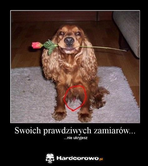 Prawdziwe zamiary  - 1