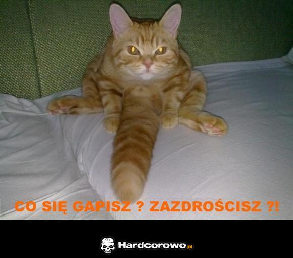Kot kozaczy - 1