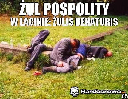 Żul pospolity  - 1