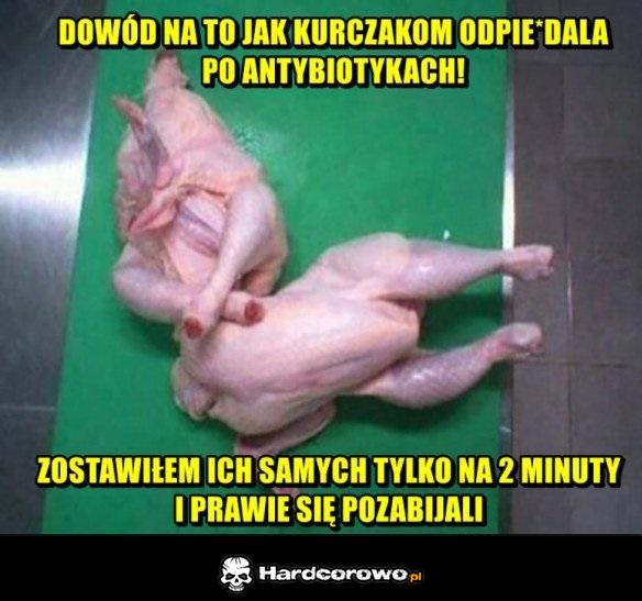 Kurczaki po antybiotykach - 1
