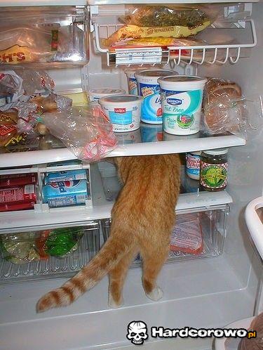 Kot w lodówce  - 1