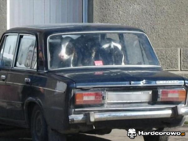 Krowi transport  - 1