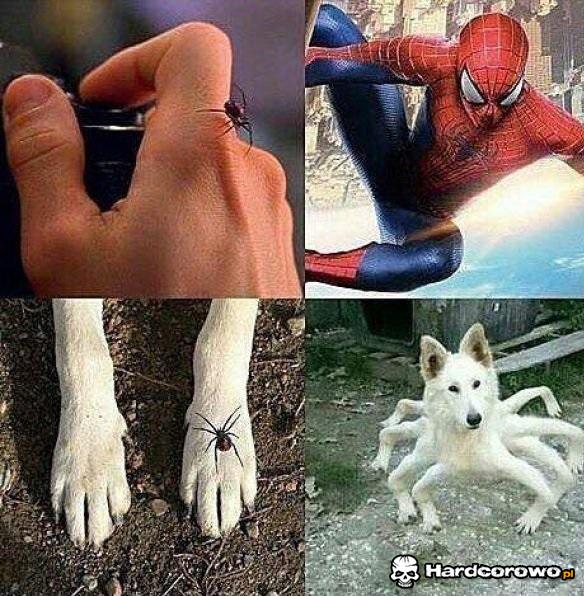 Spider pieseł - 1