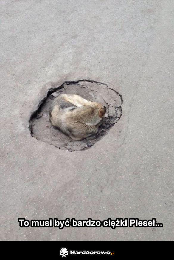 Ciężki pies - 1