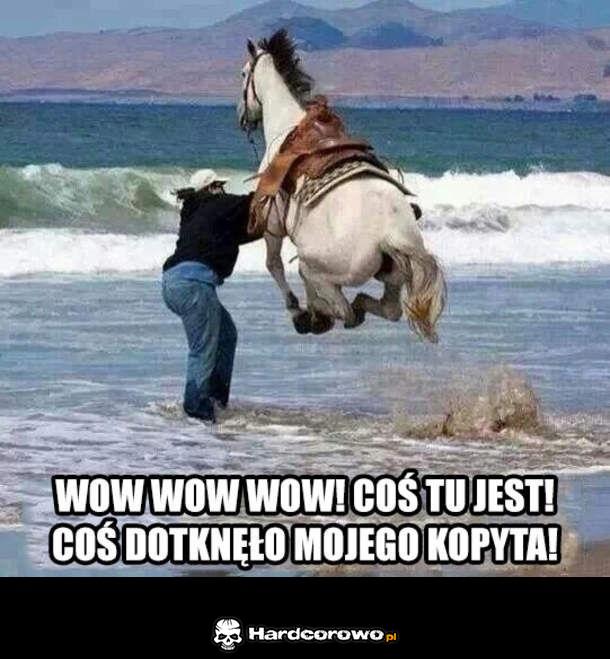 Wystraszony koń - 1