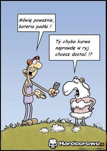 Golenie owcy  - 1