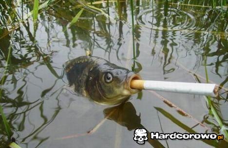 Karp jaracz - 1