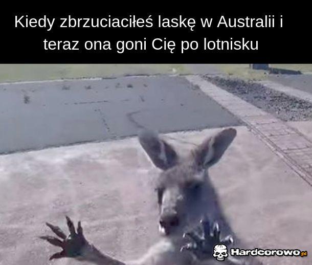 Laski z Australii - 1
