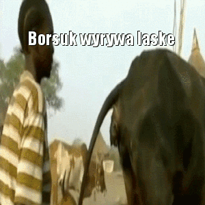 Borsuk wyrywa laskę - 1