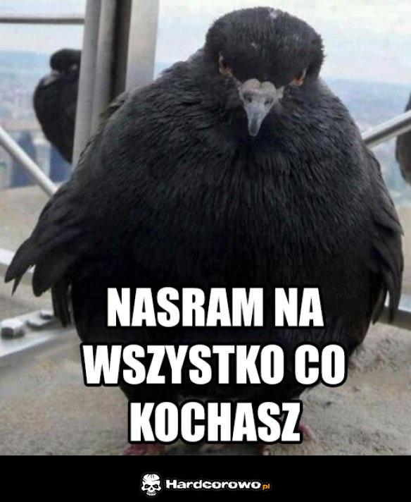 Gołąbek - 1