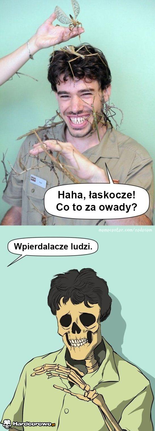 Owady - 1