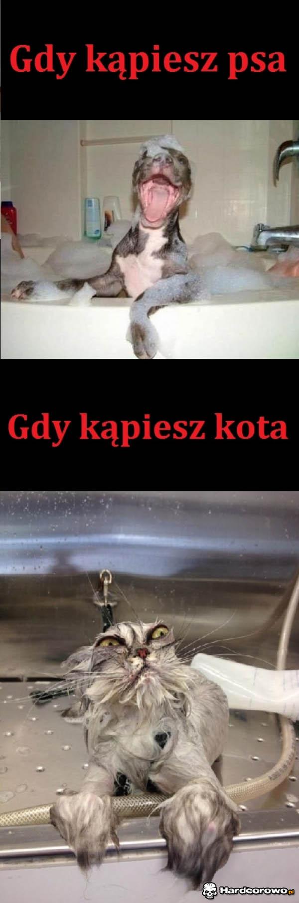 Psy a koty - 1