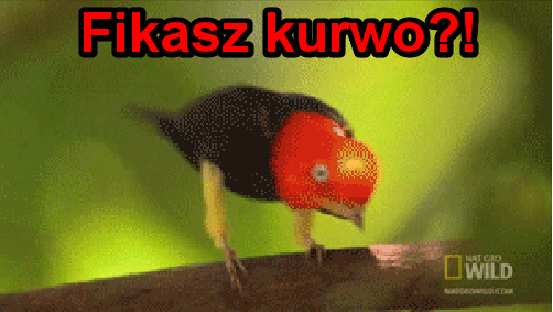 Fikasz? - 1