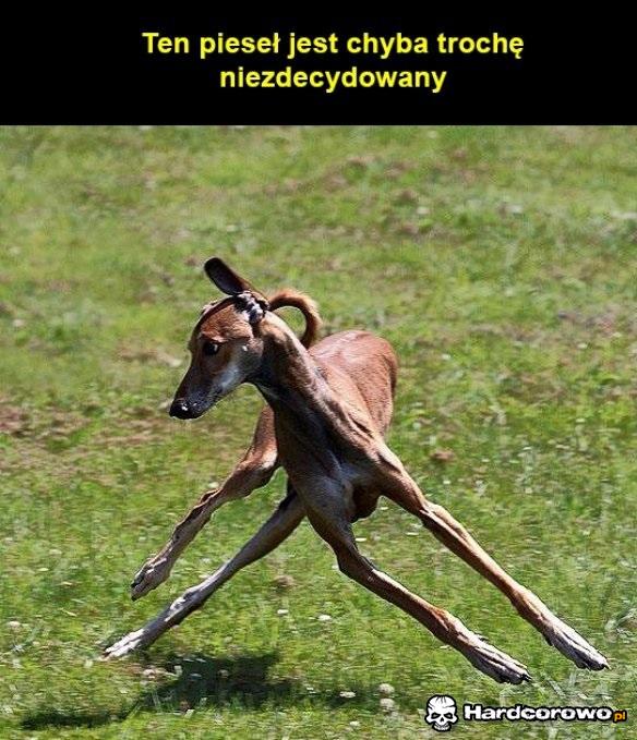 Niezdecydowany pieseł - 1