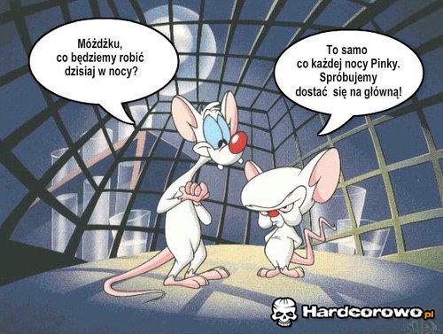 Pinki i jego kumpel Mózg - 1