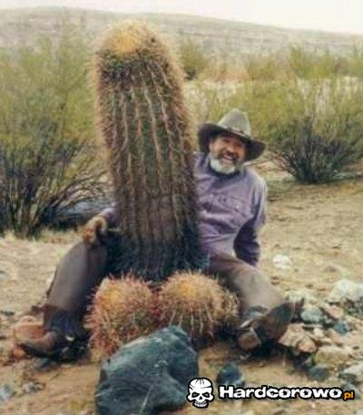 Kutaśny kaktus - 1