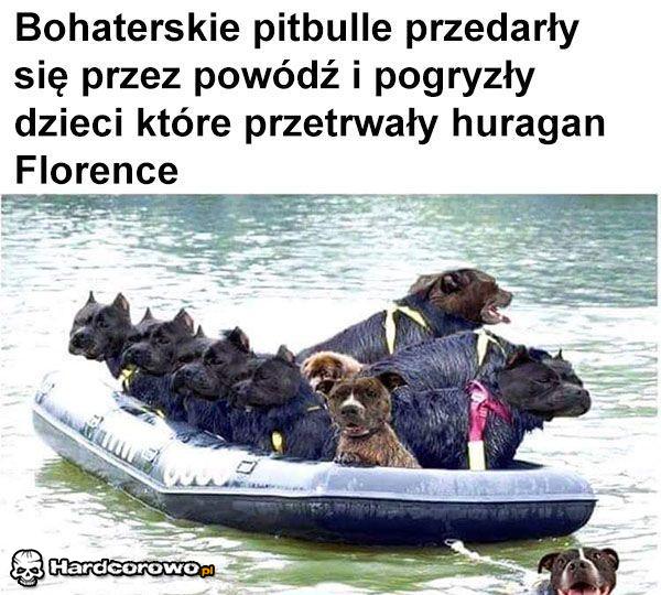 Bohaterskie pitbulle - 1